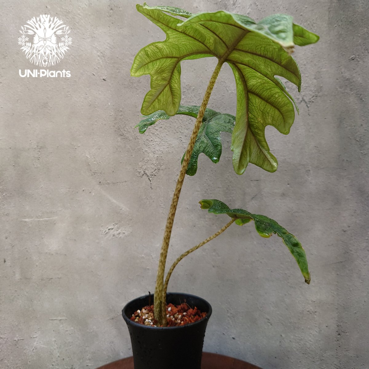 アロカシア ジャックリン グレードA アロカシア：ジャクリン 3.5