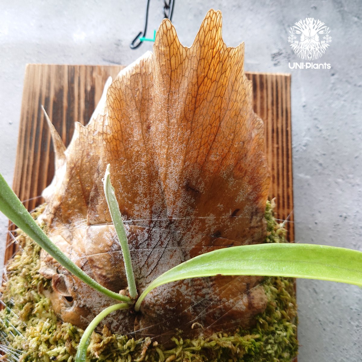 Platycerium Blue vista ビカクシダブルービスタ ビカクシダウィ Platycerium Blue vista ビカクシダブルービスタ ビカクシダウィ