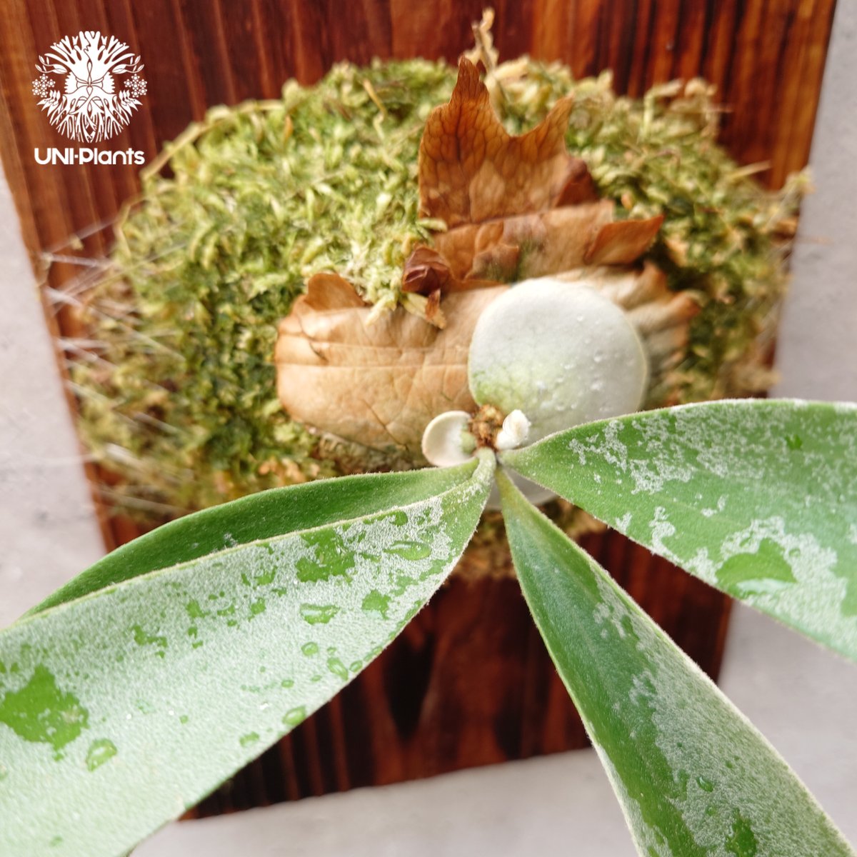 ビカクシダベイチーveitchii Wild pup ① Patycerium veitchii wild（pup）ビカクシダ ベイチー ワイルド