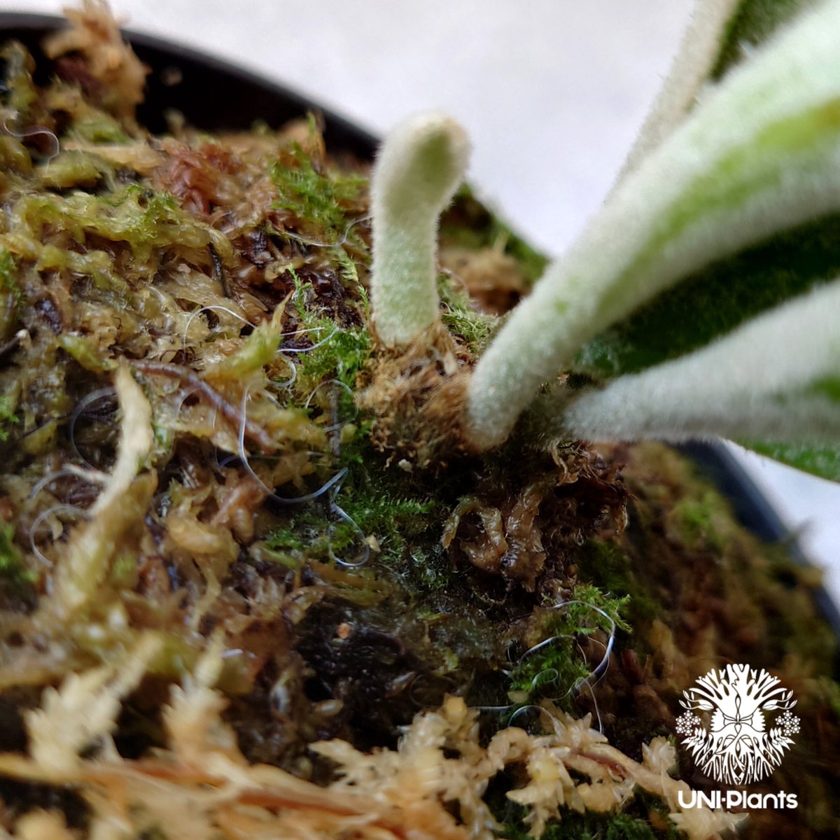 Platycerium willinckii cv Pedro Tatsuta (TC) ビカ Platycerium willinckii cv Pedro Tatsuta (TC) ビカ