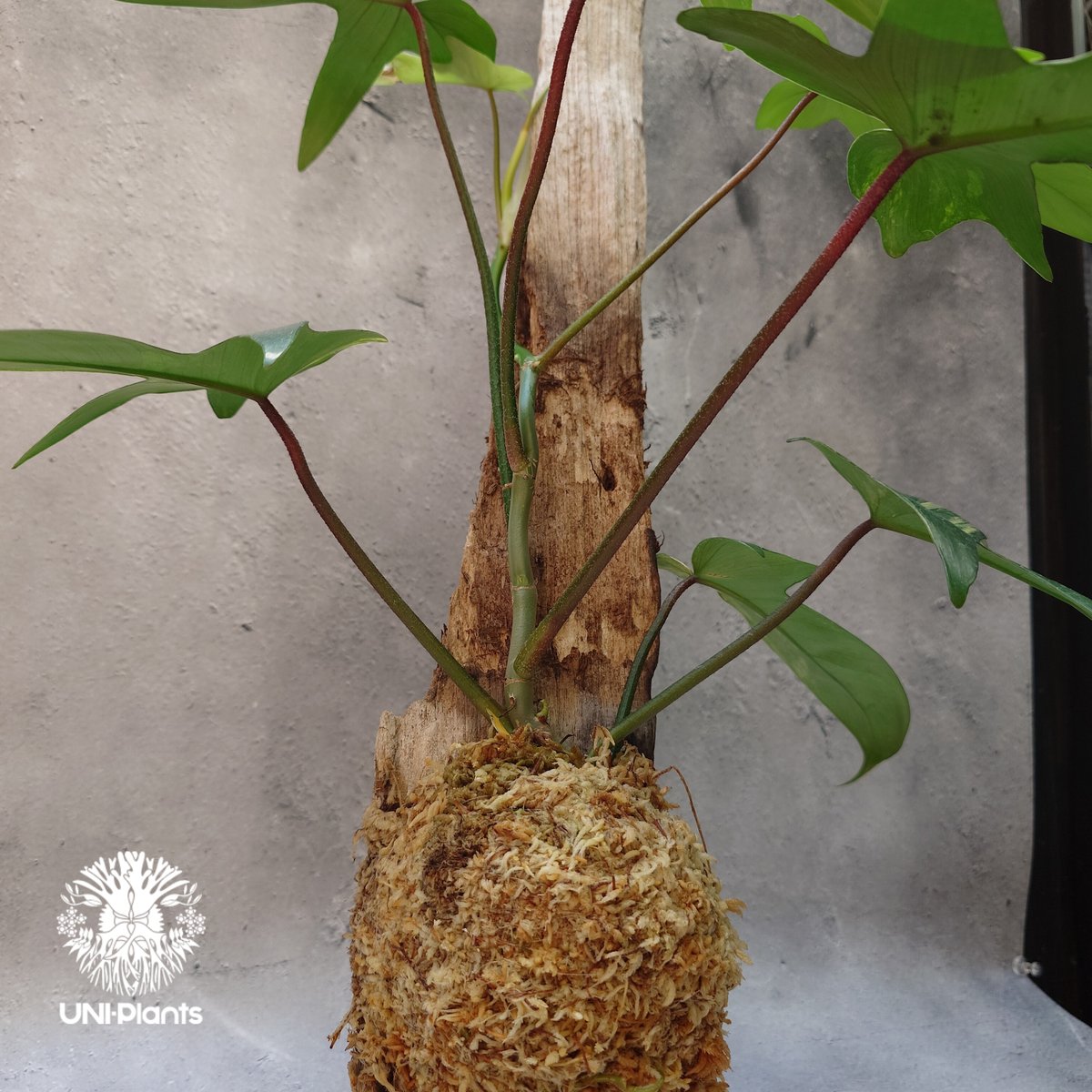 Philodendron Florida beauty variegated 流木仕立 フィロ