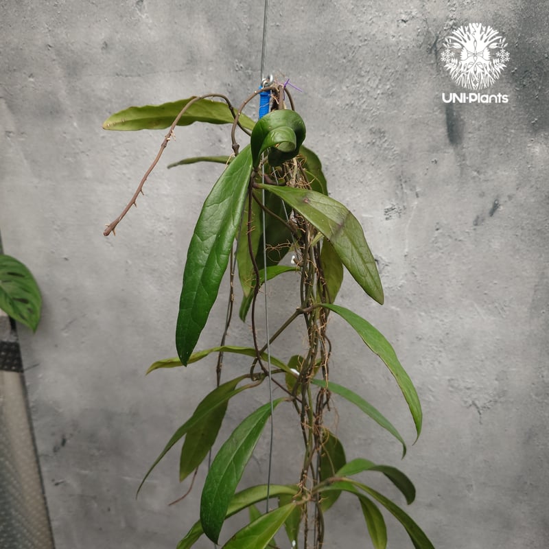 Hoya Sulawesiana ホヤ スラウェシアナ ホヤ植物 Hoya plants