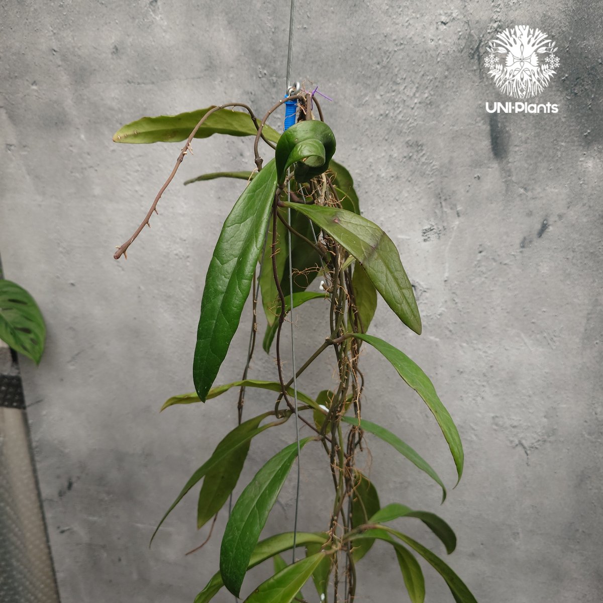 Hoya Sulawesiana ホヤ スラウェシアナ ホヤ植物 Hoya plants 珍し