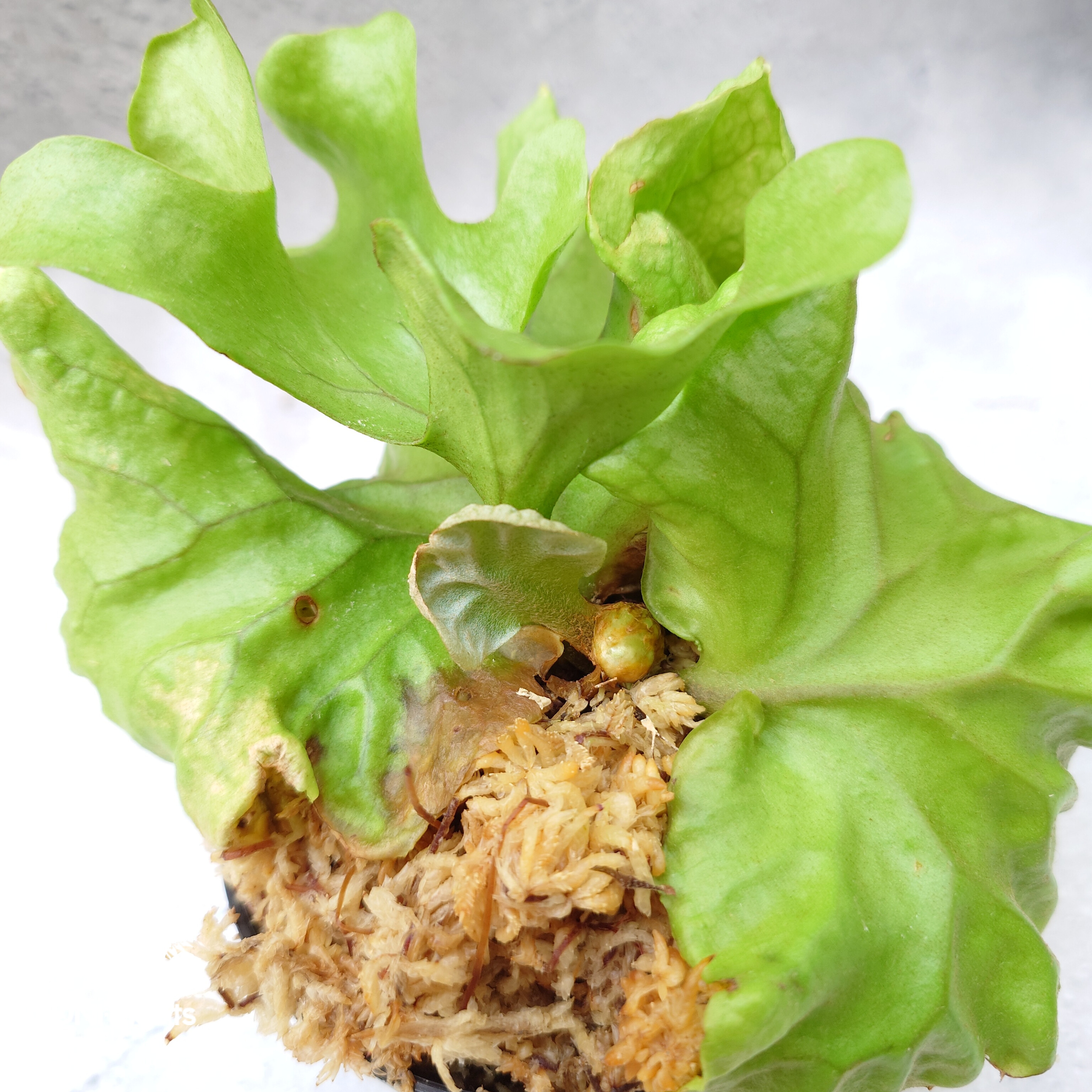 ビカクシダ リドレイ ドワーフ Platycerium ridleyi Dwarf コウモリ
