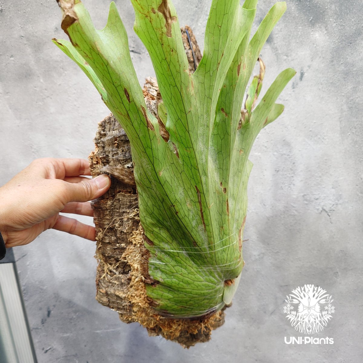 P. wandae【ビカクシダ　ワンダエ】 Platycerium wandae wild ビカクシダ ワンダエ ワイルド株