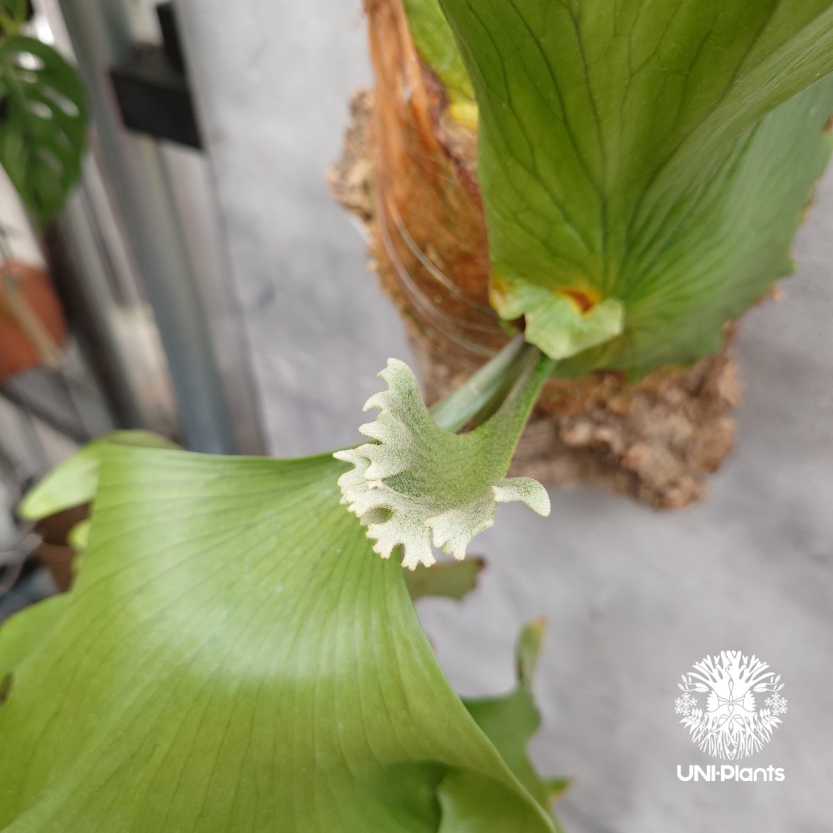 ビカクシダ　コロナリウム〔Thin Thin〕 コルク付け　特大サイズ3 P. coronarium 'thin thin' 成長記録 2024.8.16｜🍀GreenSnap