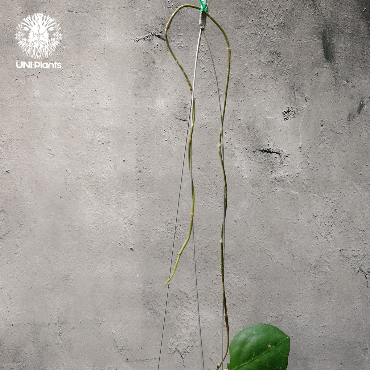 ホヤ cv.ナタリー Hoya cv. Nathalie ホヤ植物 希少なホヤ植物