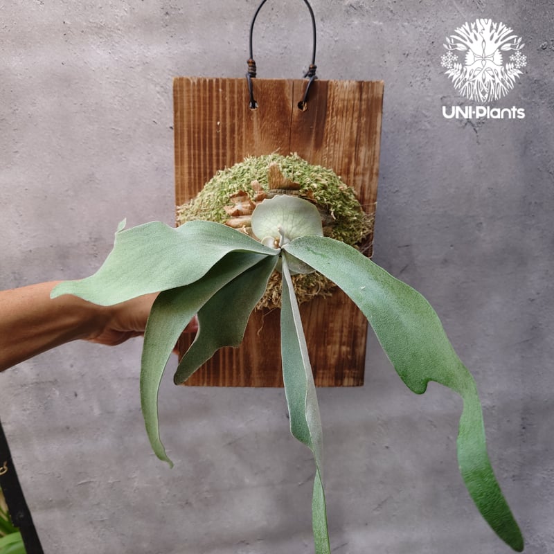 Patycerium veitchii wild（pup）ビカクシダ ベイチー ワイルド