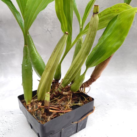 【タイ直輸入】着生ラン セロジネ・ロクセニー  ｜珍品・希少ラン・蘭の花｜Coelogyne rochussenii