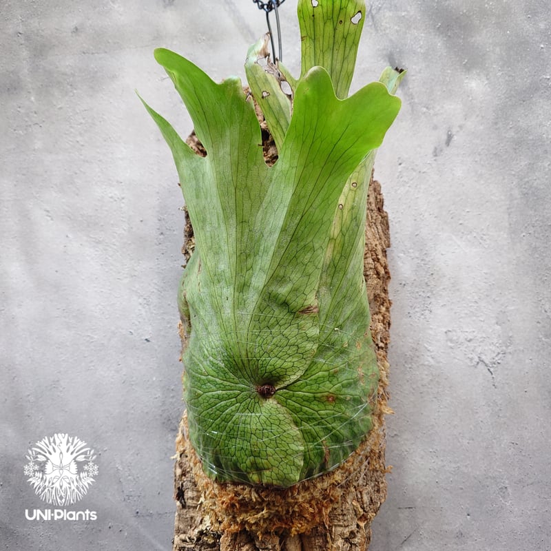 Platycerium wandae wild ビカクシダ ワンダエ ワイルド株 ビカクシダ