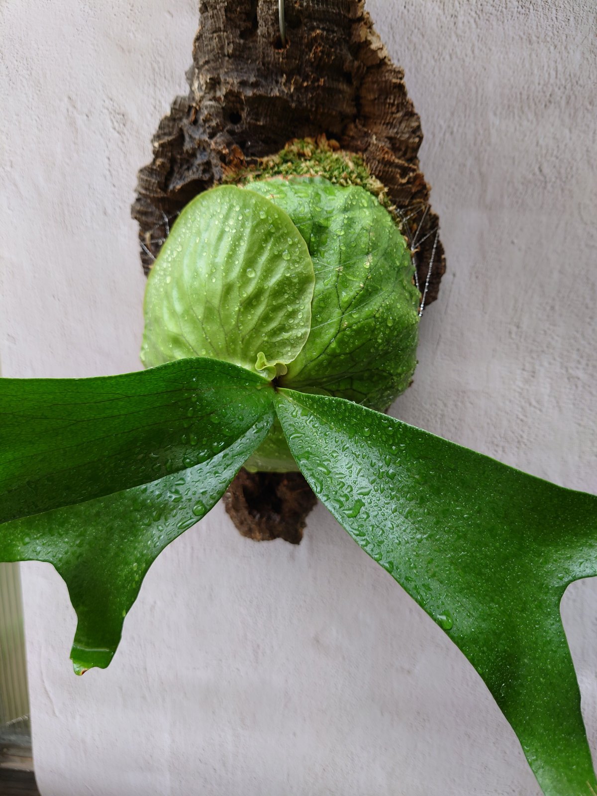 ビカクシダ ホーンズ サプライズ Platycerium 'Horne's Surprise' ビカクシダ ホーンズ サプライズ Platycerium 'Horne's Surprise'