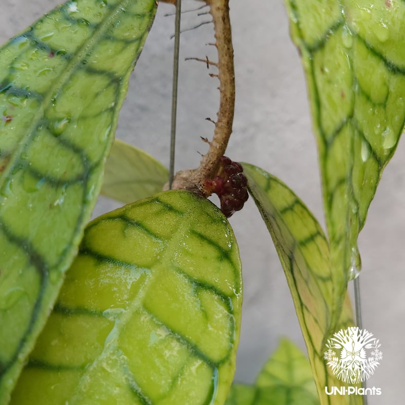 ホヤ カリストフィラ Hoya callistophylla 開花間近! ホヤ植物 ホヤの