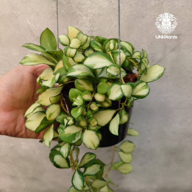 ホヤ ヘウスケリアナ バリエガータ Hoya Heuschkeliana