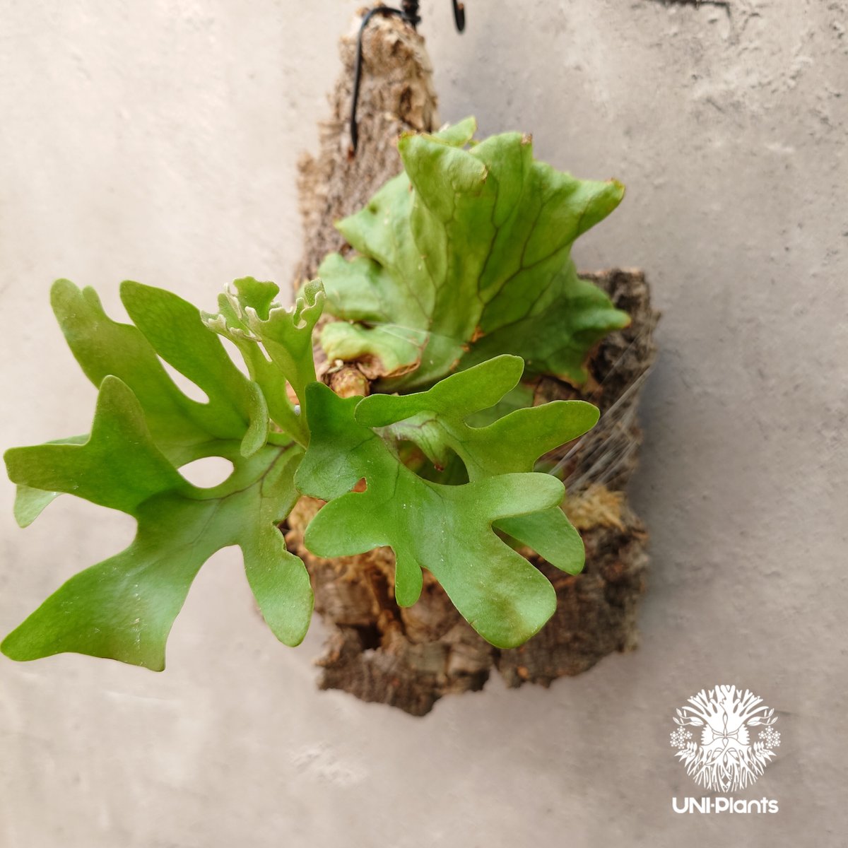 良株　ridleyi dwarf リドレイ　ドワーフ ビカクシダ リドレイ ドワーフ Platycerium ridleyi Dwarf コウモリラ