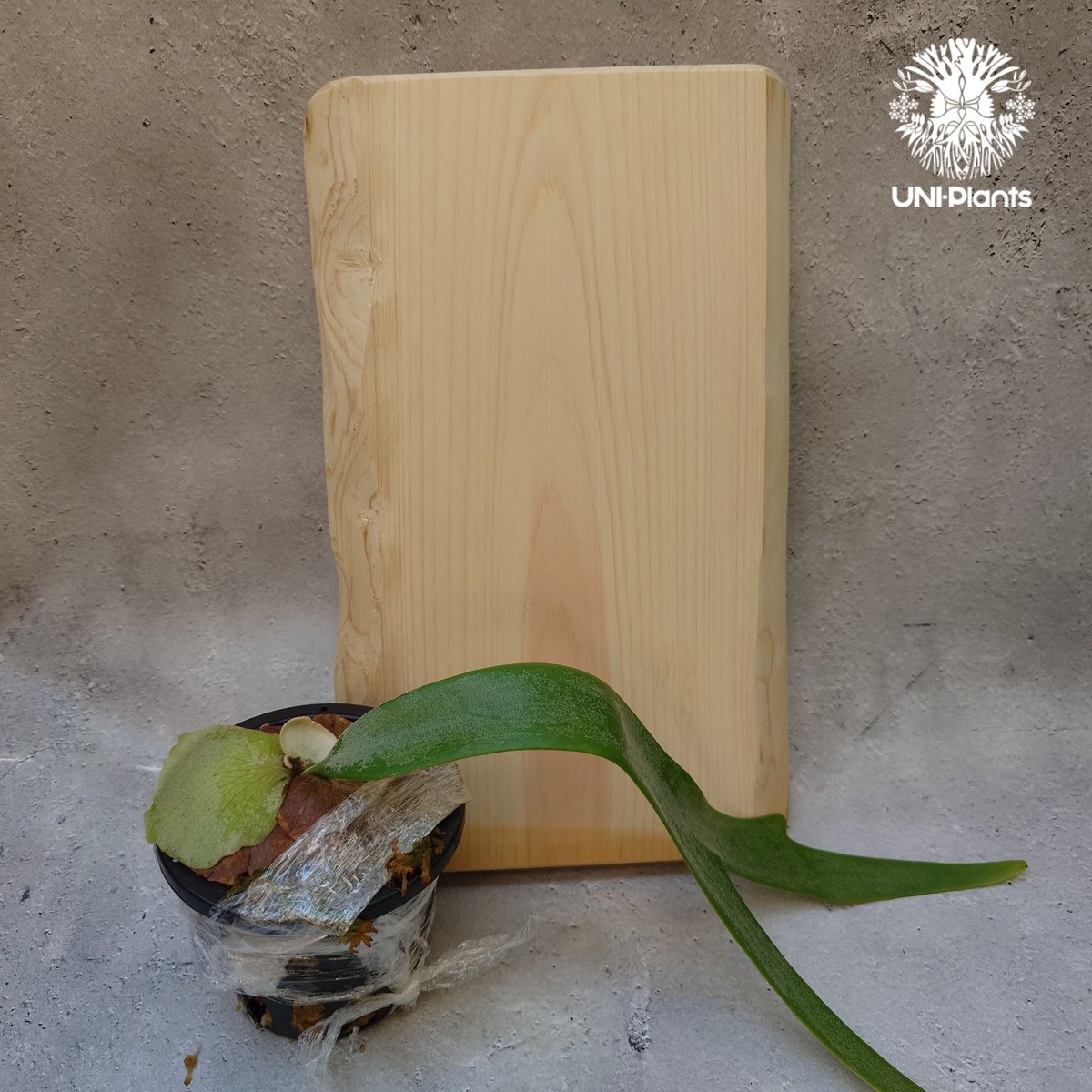 ビカクシダ　ウィリンキー　アプラス　板付 ヒノキ板付特別セット ビカクシダ ウィリンキーcv.インドネシア