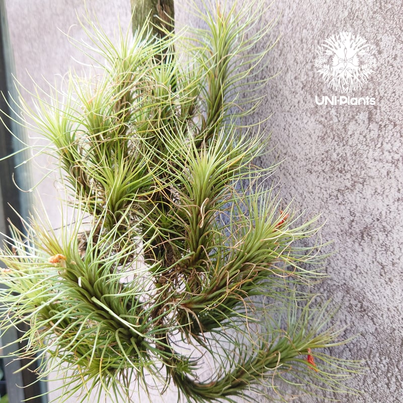 Tillandsia funckiana large form ティランジア チランジア・フン