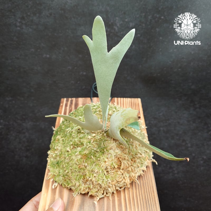 OZWRT Platycerium Willinckii Dwarf 精霊 稀少 OZWRT Platycerium