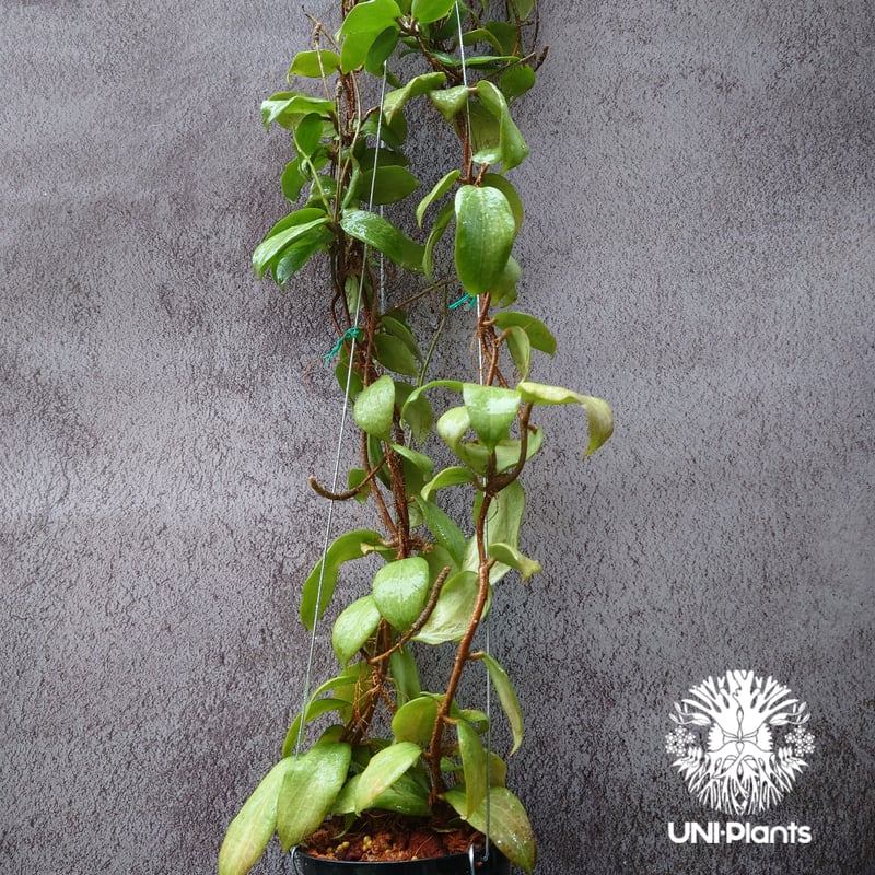 その他観葉植物 HOYA griffitchii Hoya Fitchii orange flower (short leaves) ホヤフィッ