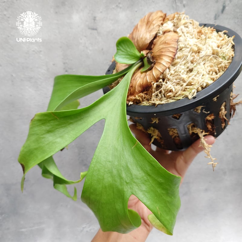 Platycerium coronarium ' Lesasha ' ビカクシダ コロナリウム