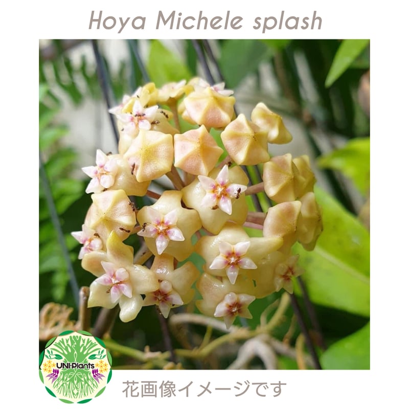 Hoya Michelle splash ホヤ ミッシェル スプラッシュ ホヤ植物 斑入り H