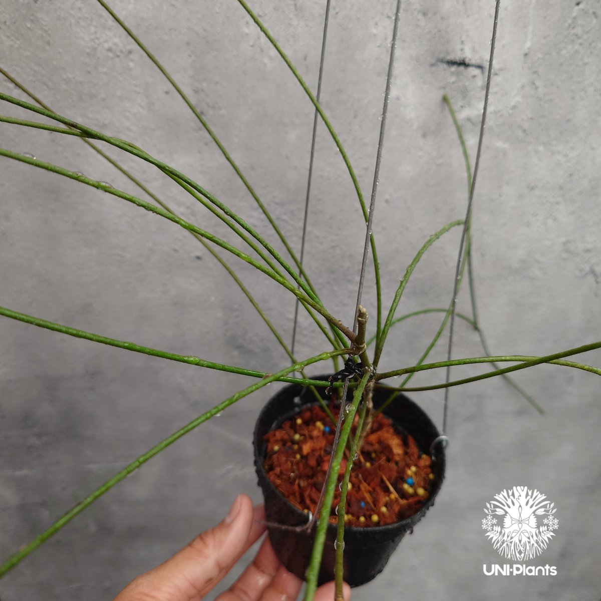 レア ホヤ スパルティオイデス Hoya spartioides fit=scale-down,w=1200