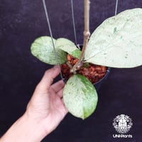 Hoya michelle silver ホヤ植物 ホヤの花 Hoya plants 希少 レア つる性植物