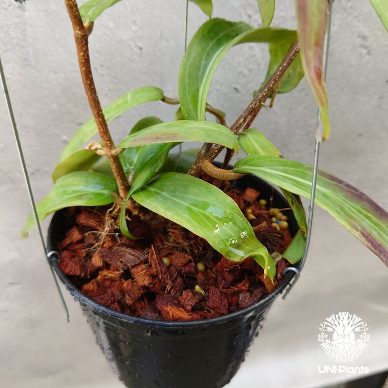 GWセール　珍種　レア　原種ホヤ　Hoya Lyi Noid① Hoya bordenii ホヤ ボルデニー 希少 ホヤ植物 ホヤの花 珍しい 希少な