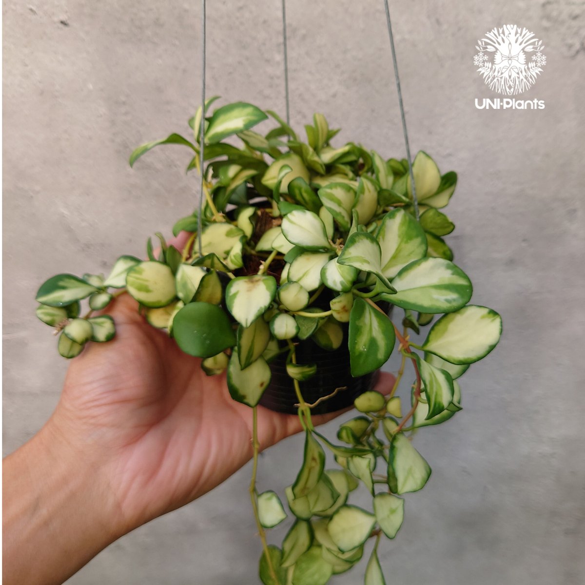 ホヤ ヘウスケリアナ バリエガータ Hoya Heuschkeliana variegata