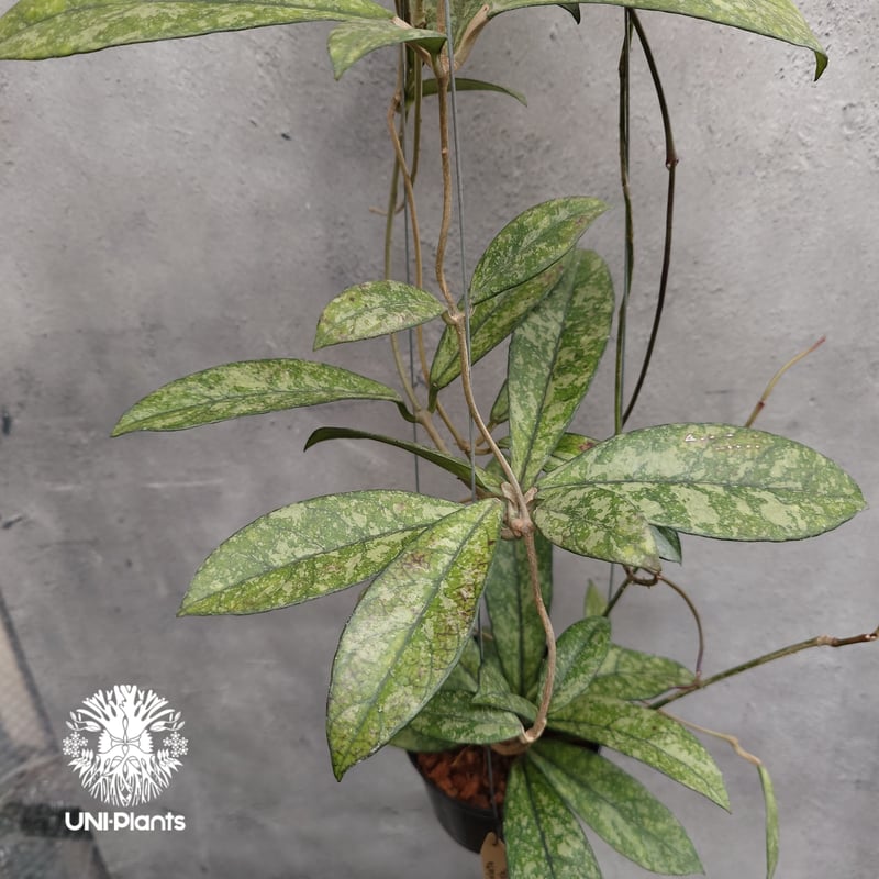 Hoya Crassipetiolata super splash ホヤ クラシペティオラータ