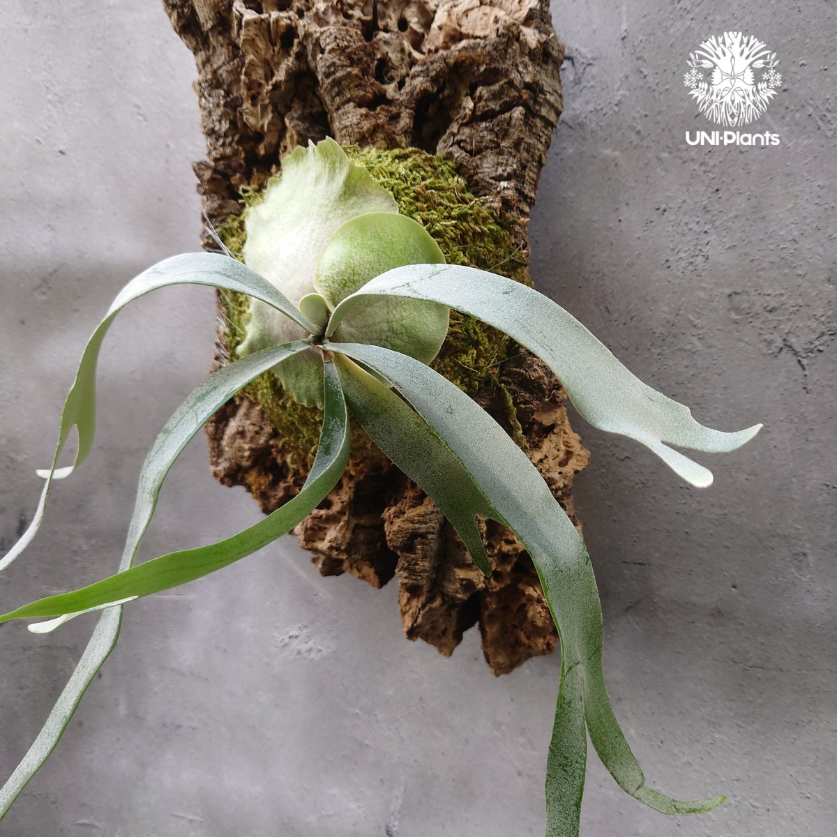 Platycerium Foongsiqi ビカクシダ フーンシキ ビカクシダコルク着生