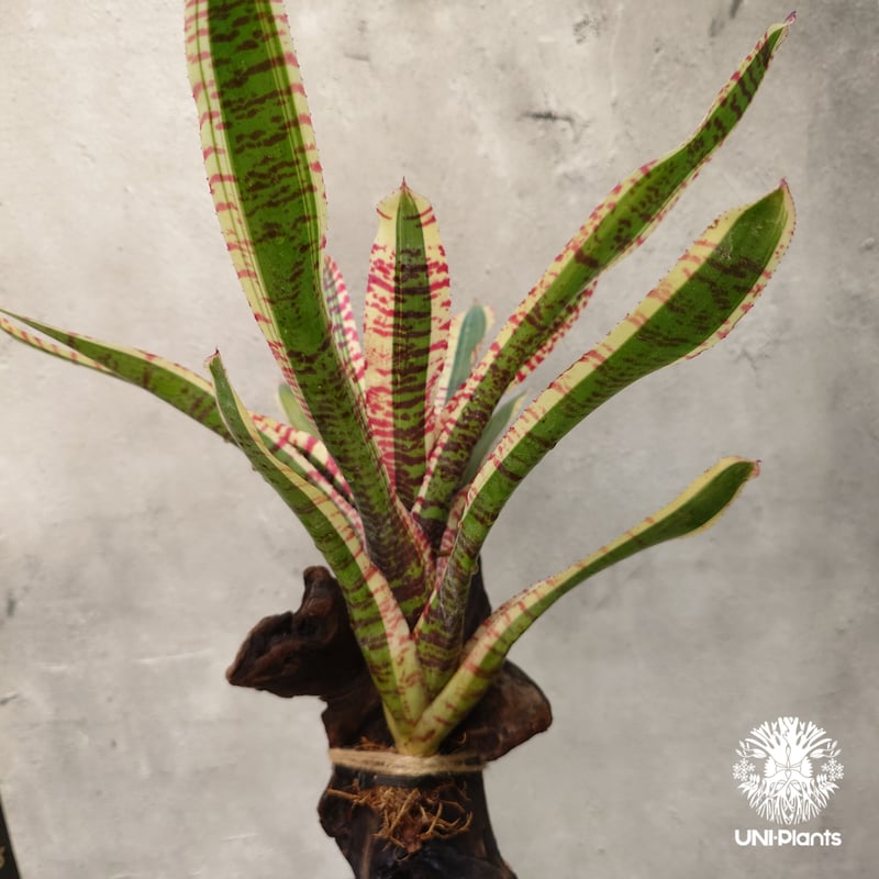 Neoregelia Wild Rabbit ネオレゲリア ワイルドラビット Neoregel Neoregelia Wild Rabbit ネオレゲリア ワイルドラビット Neoregel