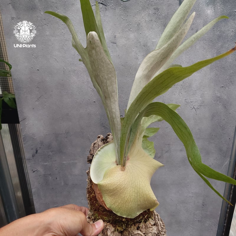 ビカクシダ マウントルイス　OC No.1 Platycerium Mt.Lewis（pup）ビカクシダ マウントルイス シダ