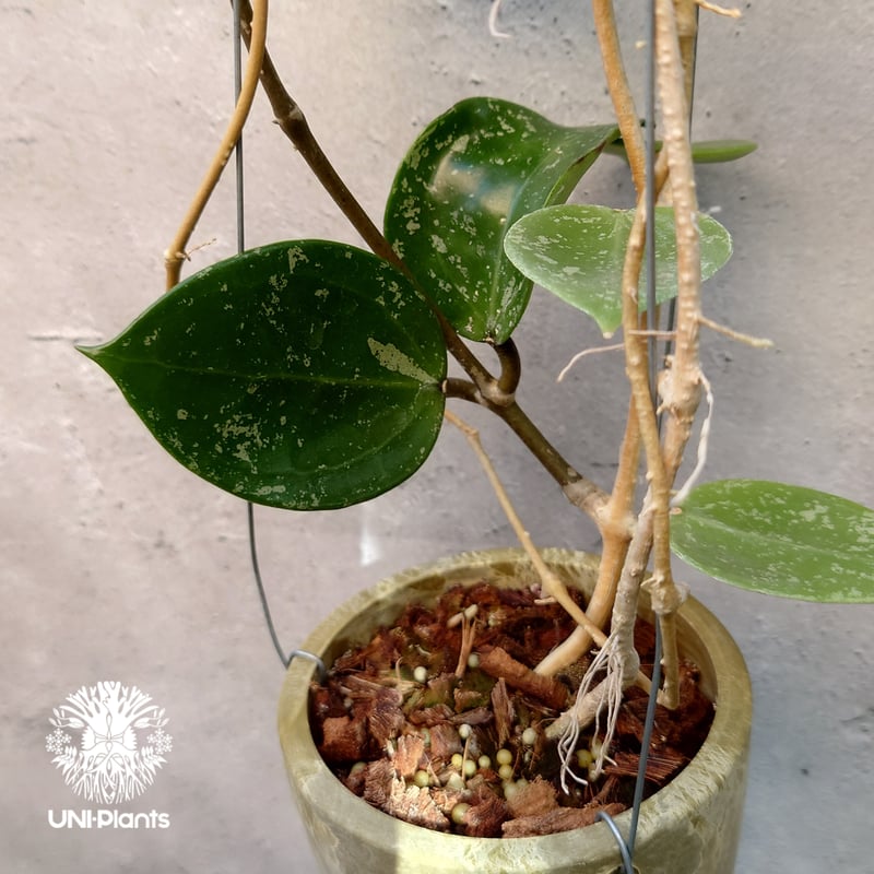 Hoya Parasitica Heart Leaves Splash ホヤ パラシティカ ハ