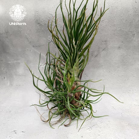 Tillandsia Bulbosa (L) チランジア・ブルボーサTillandsia  エアープランツ エアプランツ ティランジア
