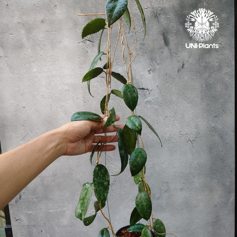 ホヤ　カウダータ Hoya Caudata ホヤ カウダータ ホヤ植物 珍奇 珍しい 希少 レア