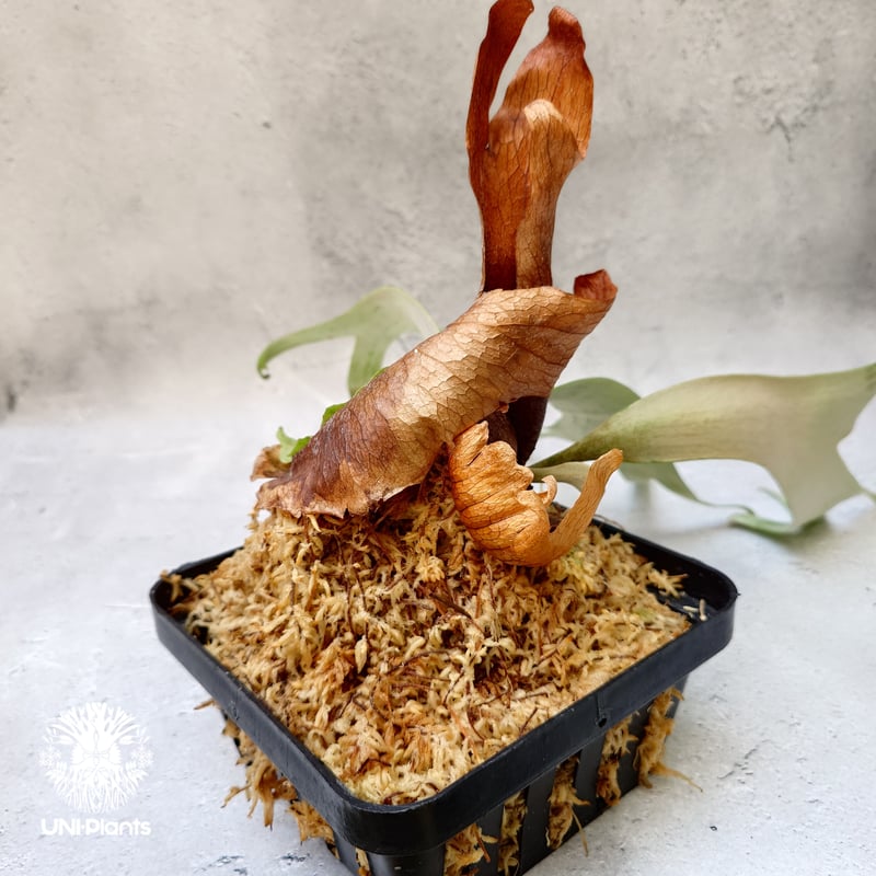 Platycerium willinckii Unknown #2 ビカクシダ ウィリンキー