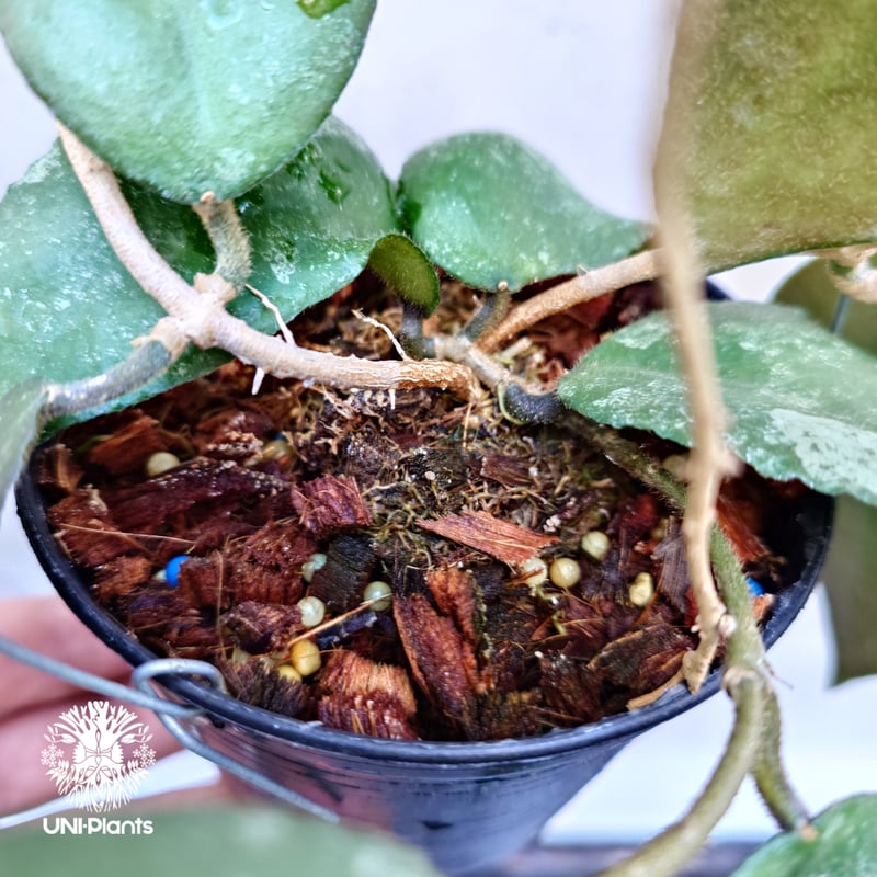 蕾つき　ホヤ　カウダータ Hoya caudata ssp. red サクララン サクララン/Hoya】ホヤ カウダータ スマトラ！！蕾から開花まで