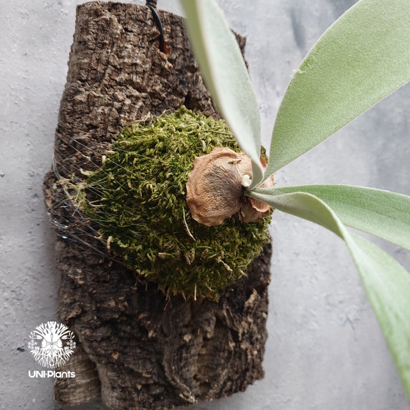 Platycerium Silver wing ビカクシダ シルバーウィング ビカクシダ交配