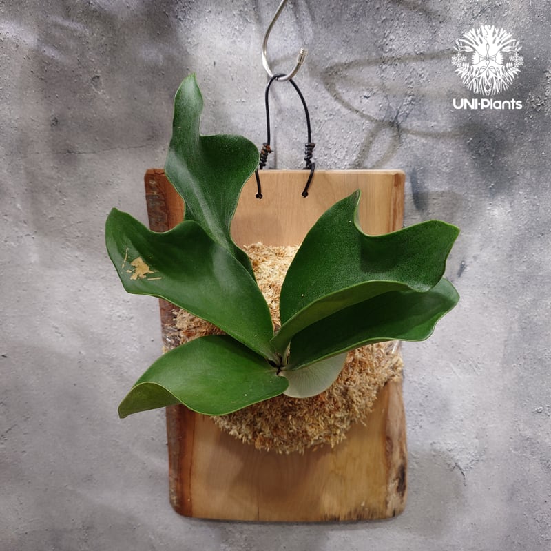 ヒリー ドラゴン 親株出品　ビカクシダ　コウモリラン 楽天市場】(現品) ビカクシダ ヒリー 'ドラゴン' (pup) (No