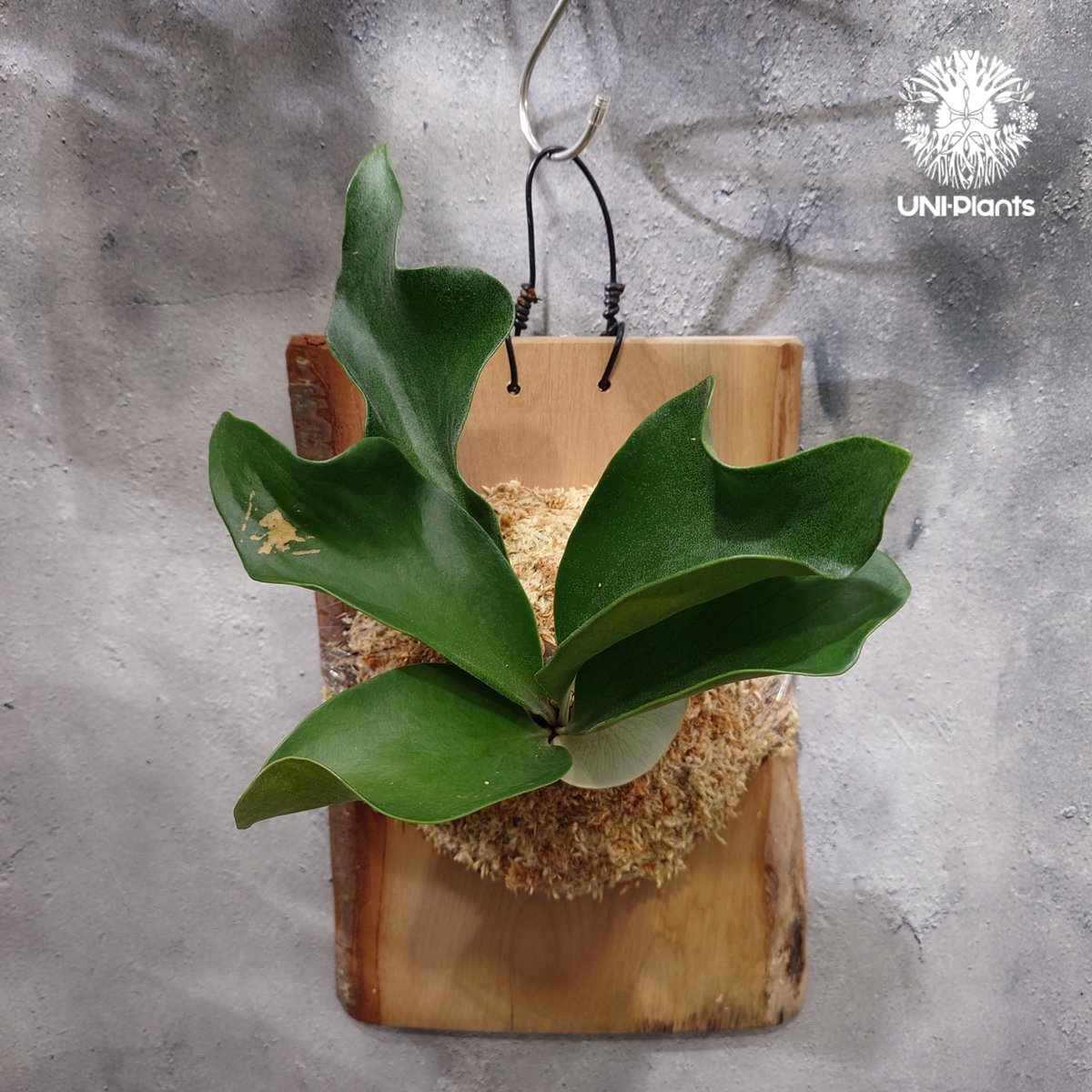 Platycerium hillii cv.Dragon ビカクシダ ヒリードラゴン コウモリ