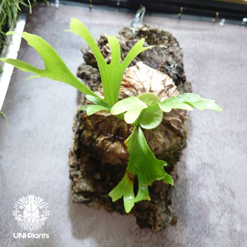 ビカクシダ キッチャクード Platycerium mt.kitshakood コウモリラ