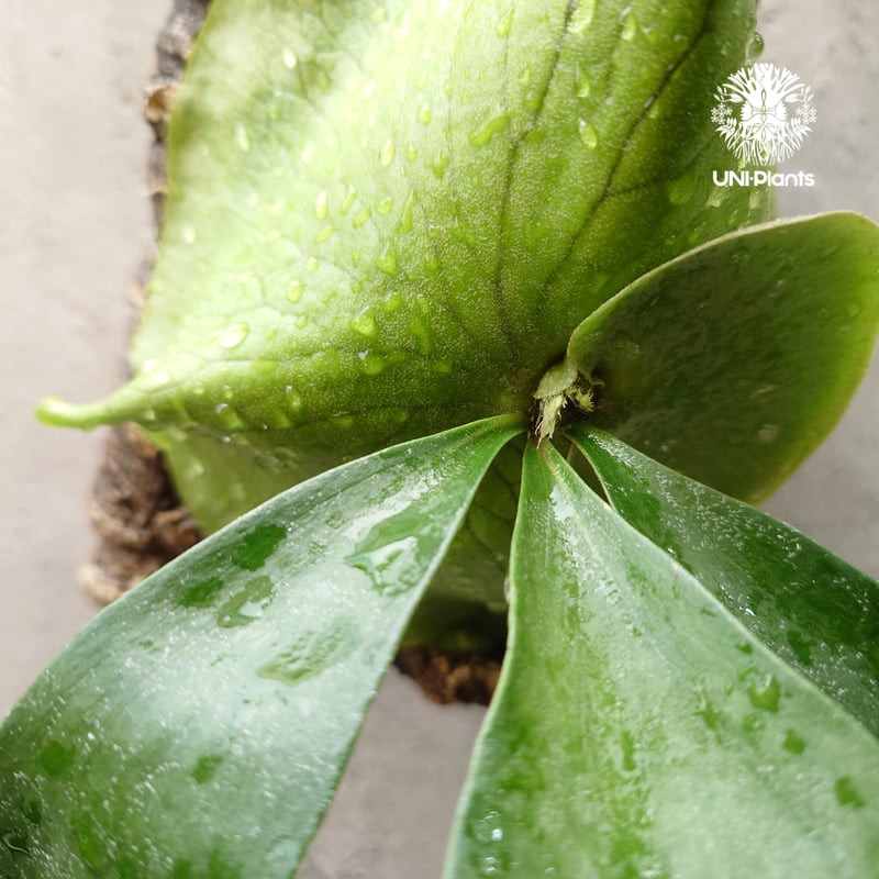 ビカクシダ アルテミス Platycerium Artemis (Alcicorne x Qu