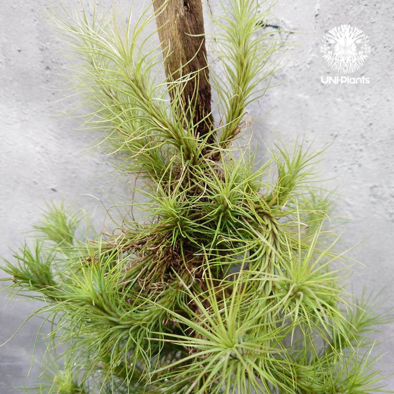 Tillandsia funckiana large form ティランジア チランジア・フン