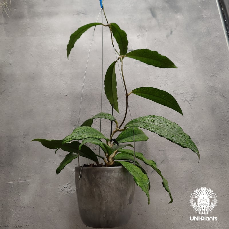 Hoya finlaysonii long leaves ホヤ フィンレイソニー ロングリーブ