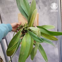 Bulbophyllum cruentum x phalaenopsis バルボフィラム クルエンタム×ファレノプシス 着生蘭 着生ラン orchid 洋蘭 着生植物 インテリア植物 ハンキング植物