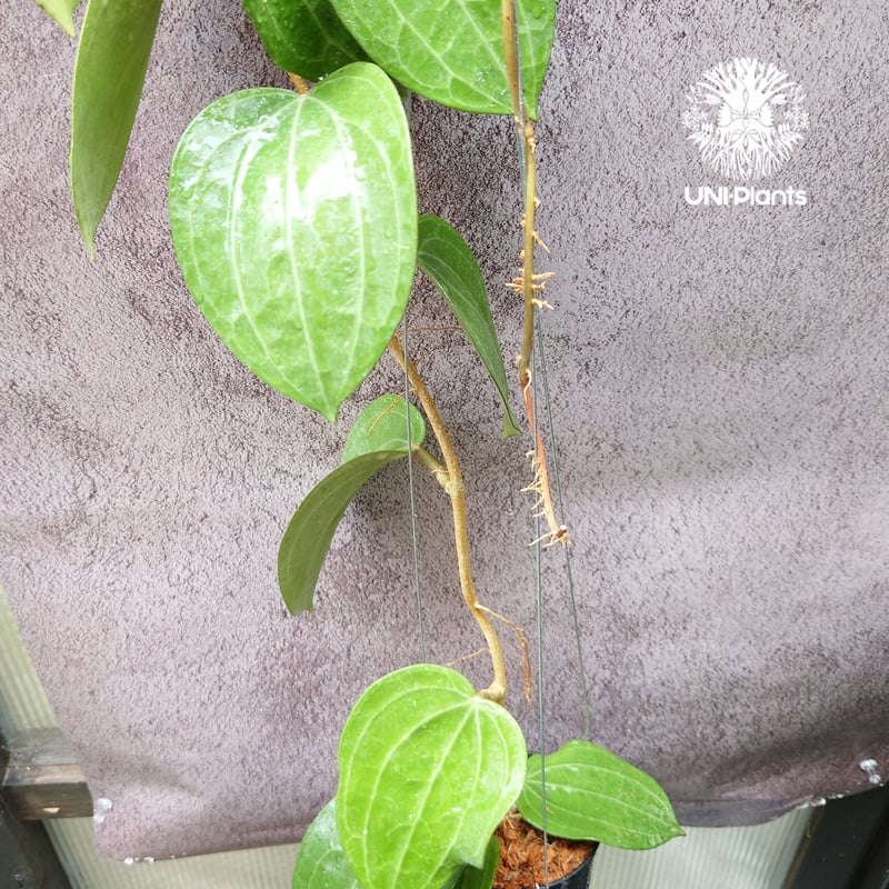 Hoya Latiforia ホヤ ラティフォリア とても大ぶり! ホヤ 植物 ホヤの