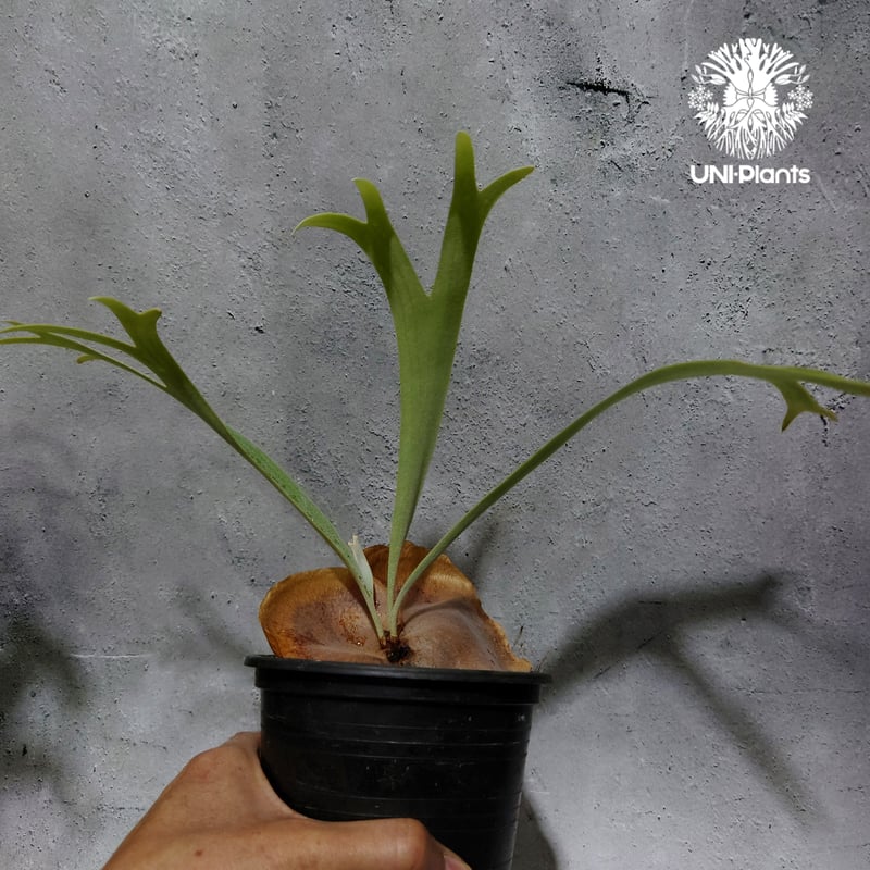 Platycerium Jib Jib (pup)(P. willinckii x P. b