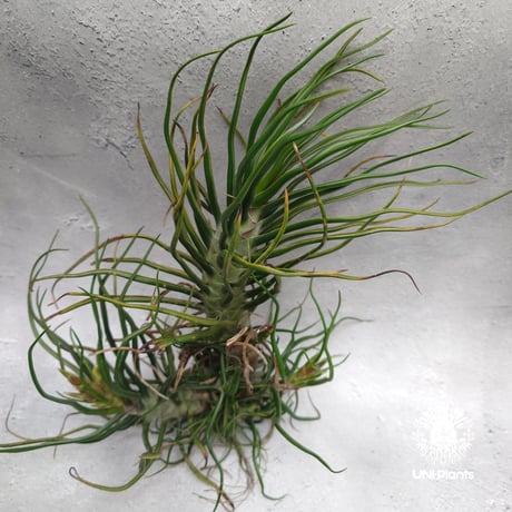 Tillandsia Bulbosa (L) チランジア・ブルボーサTillandsia  エアープランツ エアプランツ ティランジア