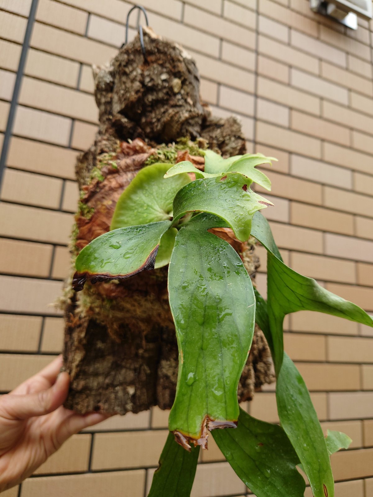 ビカクシダ コロナリウム Platycerium coronarium コウモリラン ビカク...