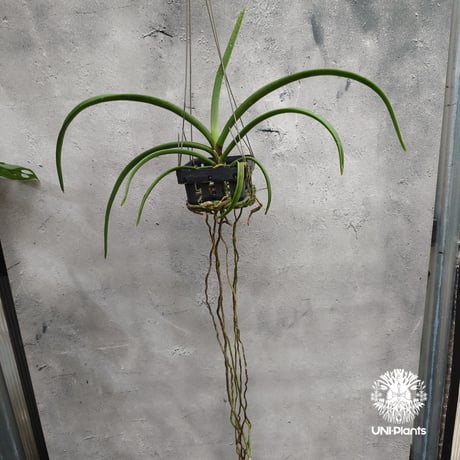 【タイ直輸入・希少】着生ラン ホルコグロッサム キンバリアナム × リンコスティリス ギガンテア｜Holcoglossum kimballianum x Rhynchostylis gigantea